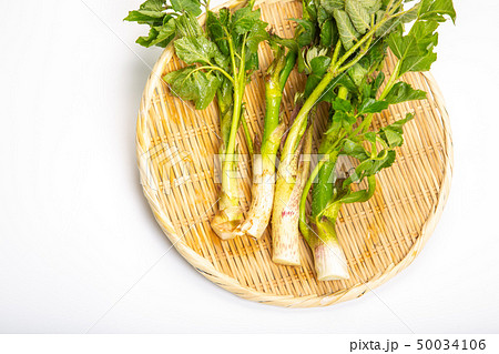 ウド　山菜 50034106