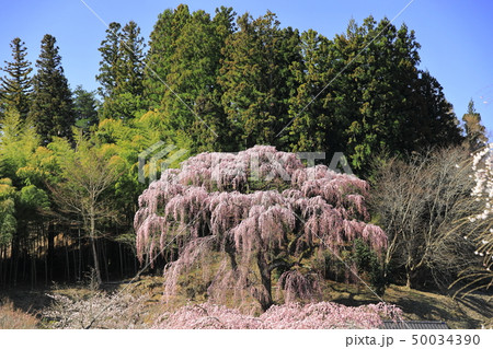 【福島県】 三春町 福聚寺のベニシダレザクラ 【福島県】 三春町 福聚寺のベニシダレザクラ 50034390