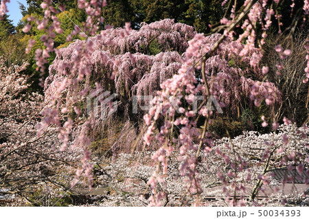 【福島県】 三春町 福聚寺のベニシダレザクラ 【福島県】 三春町 福聚寺のベニシダレザクラ 50034393
