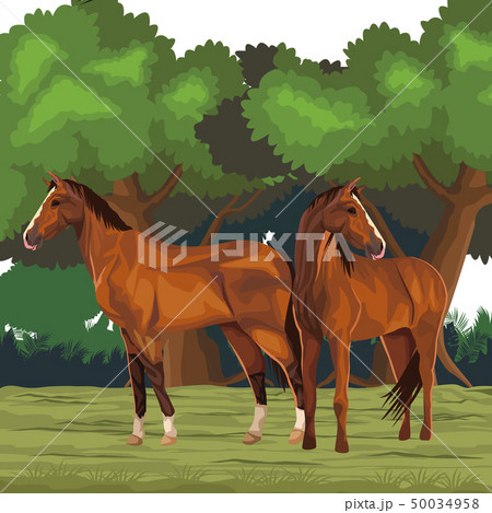 horse icon cartoon horse icon cartoon 50034958