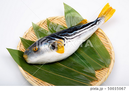 シマフグ シマフグ 50035067