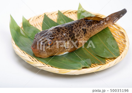 アカメフグ 50035196