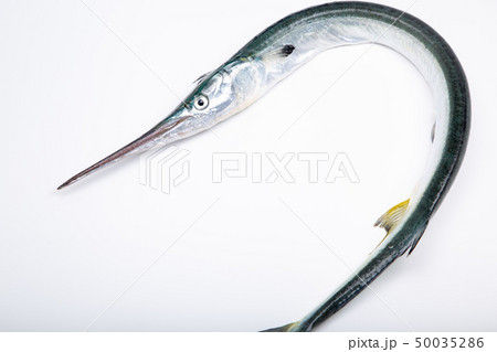 ダツ　魚 50035286