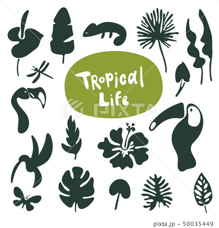 Tropical doodle leaves collection. Set of vector isolated silhouettes on white background Tropical doodle leaves collection. Set of vector isolated silhouettes on white background 50035449