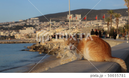 猫とエーゲ海 猫とエーゲ海 50035781