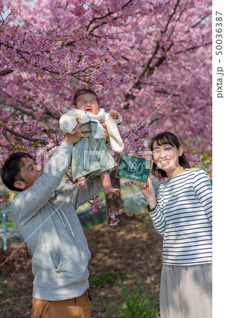 桜と家族写真 桜と家族写真 50036387