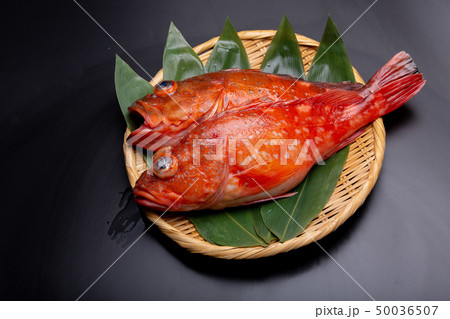 ウッカリカサゴとカサゴ 50036507