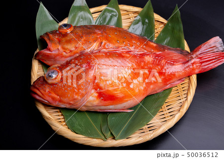 ウッカリカサゴとカサゴ 50036512