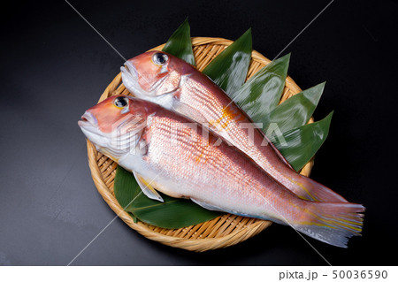 甘鯛 食材 甘鯛 食材 50036590