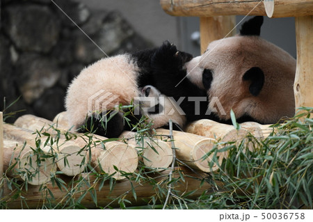 親子パンダ 50036758