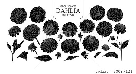 Set Of Isolated Silhouette Dahlia In 21 Styles のイラスト素材