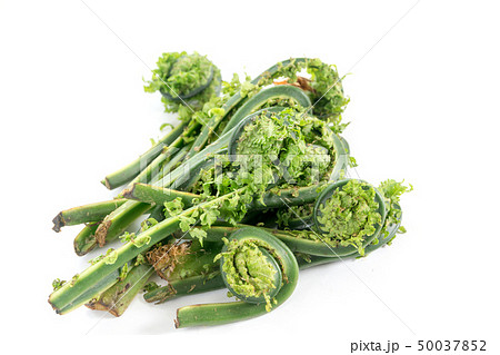 こごみ こごみ 50037852