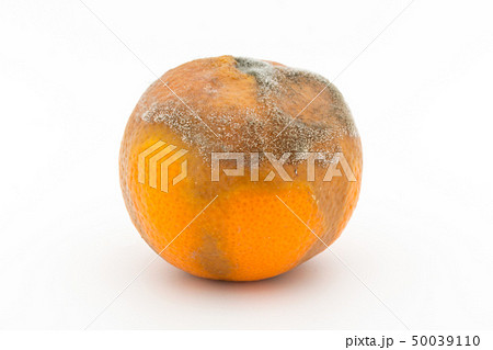 マンダリンミカンに感染したボトリティス・シネレア(Botrytis cinerea)　灰色かび病 50039110