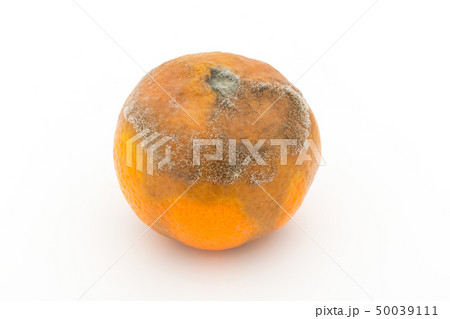 マンダリンミカンに感染したボトリティス・シネレア(Botrytis cinerea)　灰色かび病 50039111