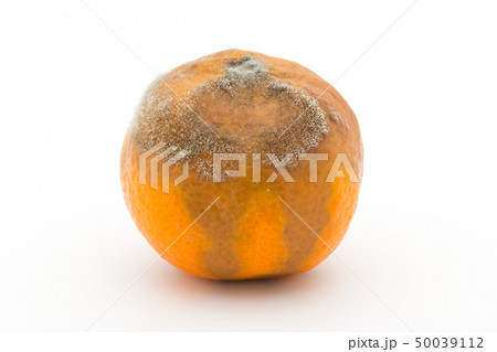 マンダリンミカンに感染したボトリティス・シネレア(Botrytis cinerea)　灰色かび病 50039112