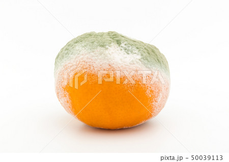 マンダリンミカンに感染したペニシリウム・ディギタータム　アオカビ 50039113