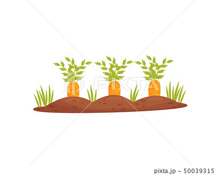 Cartoon Garden Bed With Carrots On A White のイラスト素材