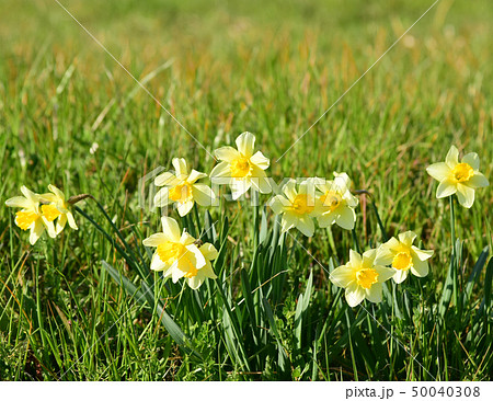 （千葉県/いすみ市）　【春の風景】　風に揺れる、あぜ道に咲く水仙/笑っているように見えた　 (近景） 50040308