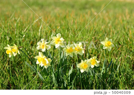 (千葉県/いすみ市) 【春の風景】 風に揺れる、あぜ道に咲く水仙/笑っているように見えた 近景 (千葉県/いすみ市) 【春の風景】 風に揺れる、あぜ道に咲く水仙/笑っているように見えた 近景 50040309