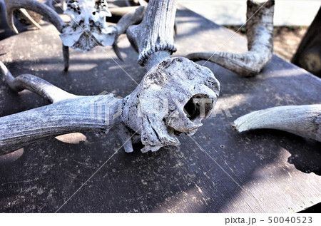 鹿の角 群馬サファリパークの鹿の骨の標本の写真素材