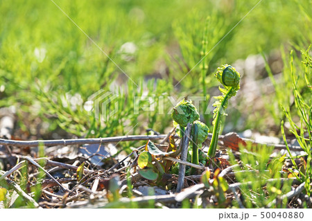 春の山菜（こごみ）（春、四月） 50040880