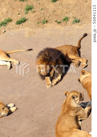 [定額] ライオン ( Panthera leo / Lion ) 50041115