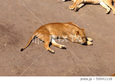 [定額] ライオン ( Panthera leo / Lion ) 50041116