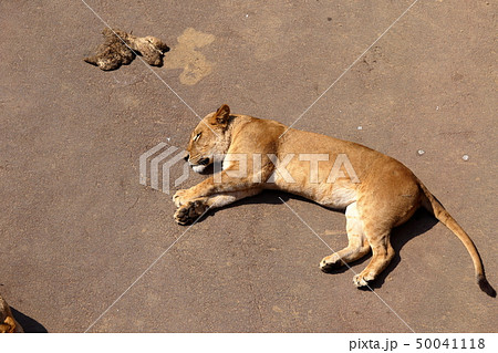 [定額] ライオン ( Panthera leo / Lion ) 50041118