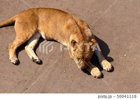 [定額] ライオン ( Panthera leo / Lion ) 50041119