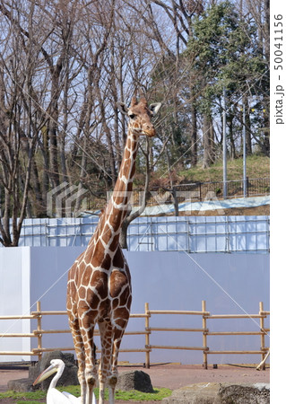 [定額] キリン ( Giraffa camelopardalis / Giraffe ) 50041156