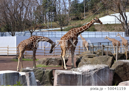 [定額] キリン ( Giraffa camelopardalis / Giraffe ) 50041159