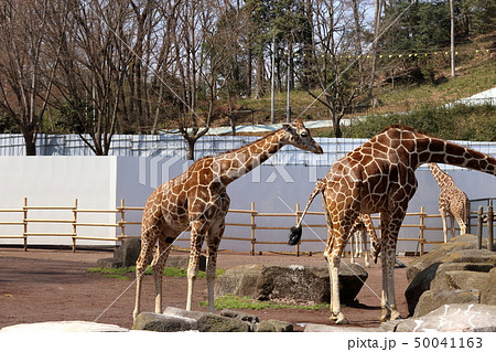 [定額] キリン ( Giraffa camelopardalis / Giraffe ) 50041163