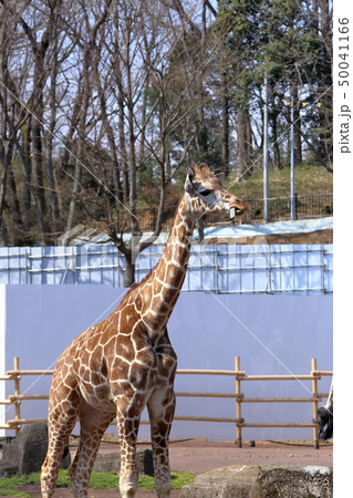 [定額] キリン ( Giraffa camelopardalis / Giraffe ) 50041166