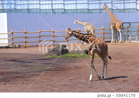 [定額] キリン ( Giraffa camelopardalis / Giraffe ) 50041170