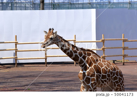 [定額] キリン ( Giraffa camelopardalis / Giraffe ) 50041173