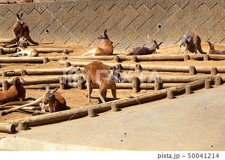 [定額] カンガルー ( kangaroo / Macropodidae Gray ) 50041214
