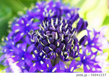 青色のシラーベルビアナの花の写真素材