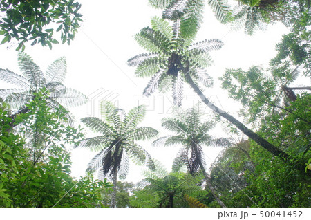 奄美大島金作原(きんさくばる)原生林 奄美大島金作原(きんさくばる)原生林 50041452