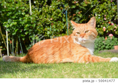 気持ちいい風だにゃあ、茶トラ白ソックス猫。地域猫 50041477
