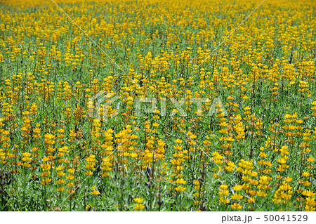 柏原海岸のルーピン 柏原海岸のルーピン 50041529