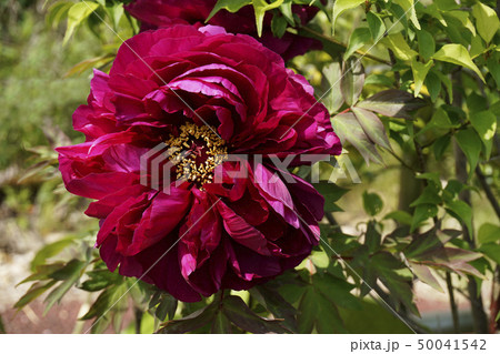 ボタンの花 ボタンの花 50041542