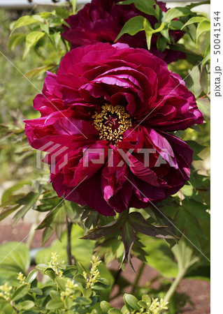 ボタンの花 ボタンの花 50041544