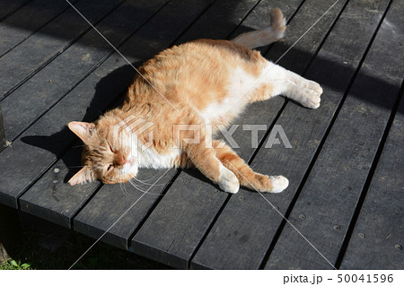 縁側でごろにゃん、太陽は眩しいにゃ、キラリ片目をちょっぴり開けている茶トラ白ソックス猫。地域猫 50041596