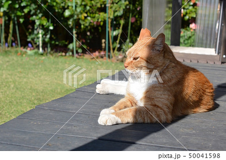気持ちいい風だにゃ、縁側でくつろぐ茶トラ白ソックス猫。地域猫 気持ちいい風だにゃ、縁側でくつろぐ茶トラ白ソックス猫。地域猫 50041598