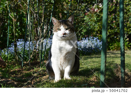 キリッとお座り キジ白猫 4月 ワスレナグサの写真素材
