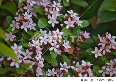 淡いピンクのヒメシャリンバイの花 淡いピンクのヒメシャリンバイの花 50041965
