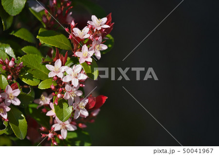淡いピンクのヒメシャリンバイの花 淡いピンクのヒメシャリンバイの花 50041967