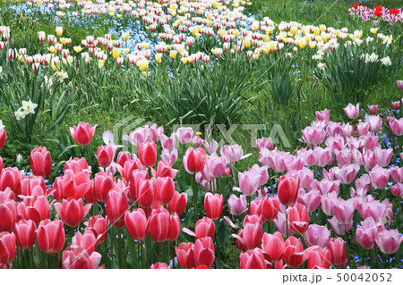 チューリップの花 チューリップの花 50042052