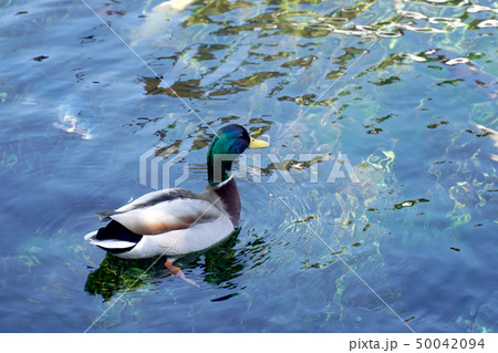 Mallard Duck Mallard Duck 50042094