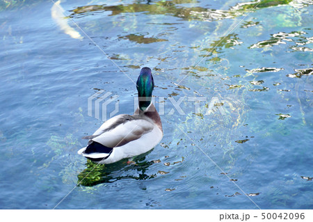 Mallard Duck Mallard Duck 50042096